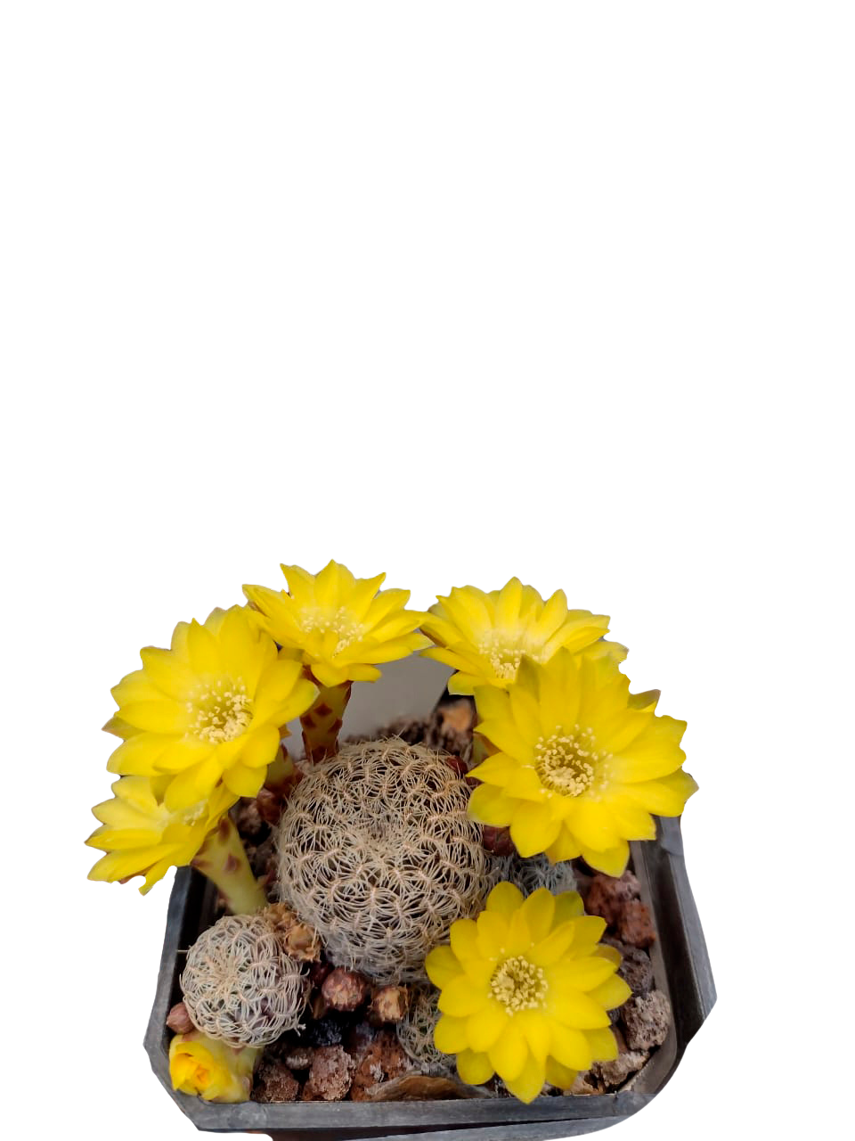 Cactus exótico Sulcorebutia langery (2 pulgadas)