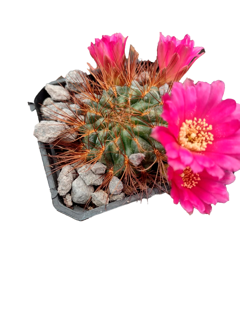 Cactus exótico Sulcorebutia flor rojo sangre (2 pulgadas)