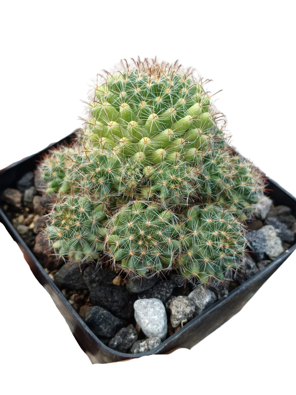 Cactus exótico Mammillaria zeilamaniana híbrida (4 pulgadas)