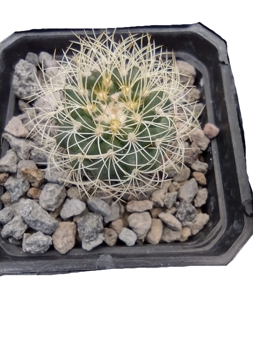 Cactus exótico Discocactus zentery (2 pulgadas)