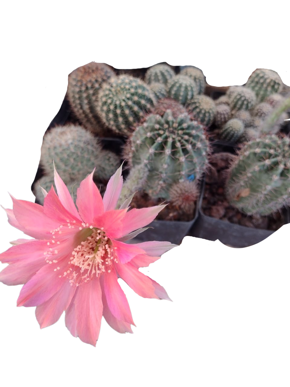 Cactus exótico Echinopsis flor rosa (4 pulgadas)
