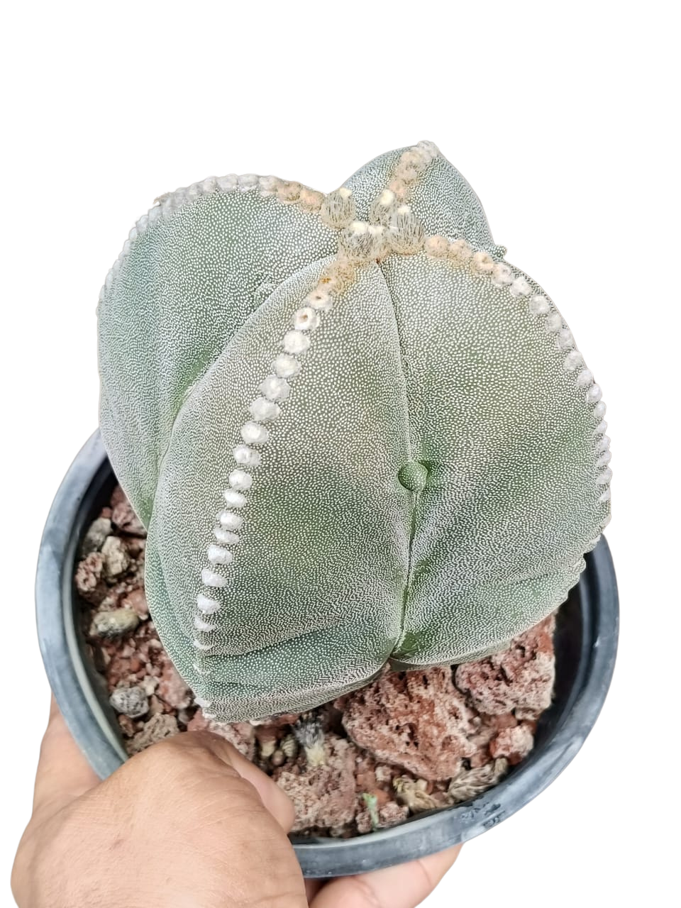Cactus exótico Astrophytum myriostigma cuadricostatum (2 pulgadas)