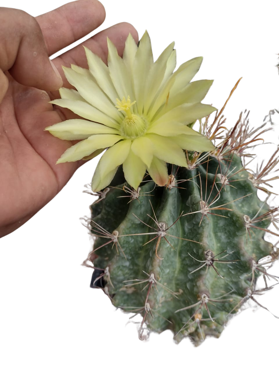Cactus exótico Ferocactus amatacantus (4 pulgadas)