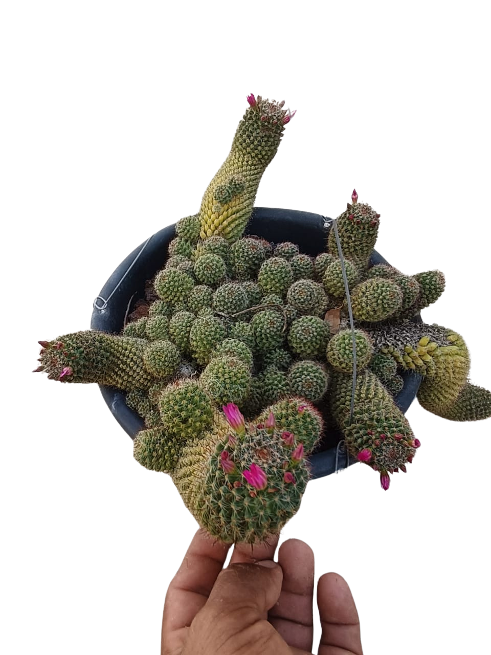 Cactus exótico Mammillaria zeilamaniana híbrida (4 pulgadas)