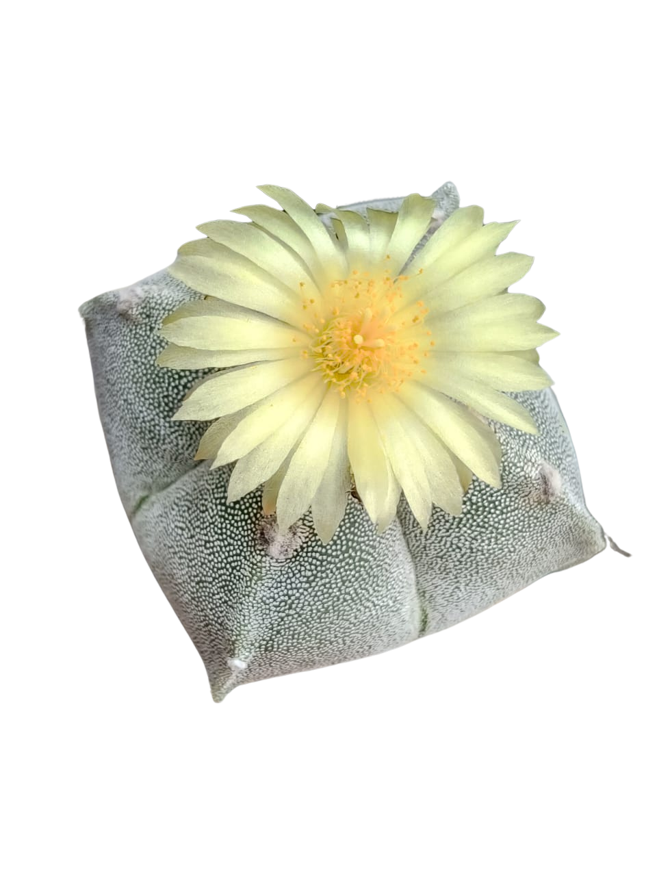 Cactus exótico Astrophytum myriostigma cuadricostatum (4 pulgadas)