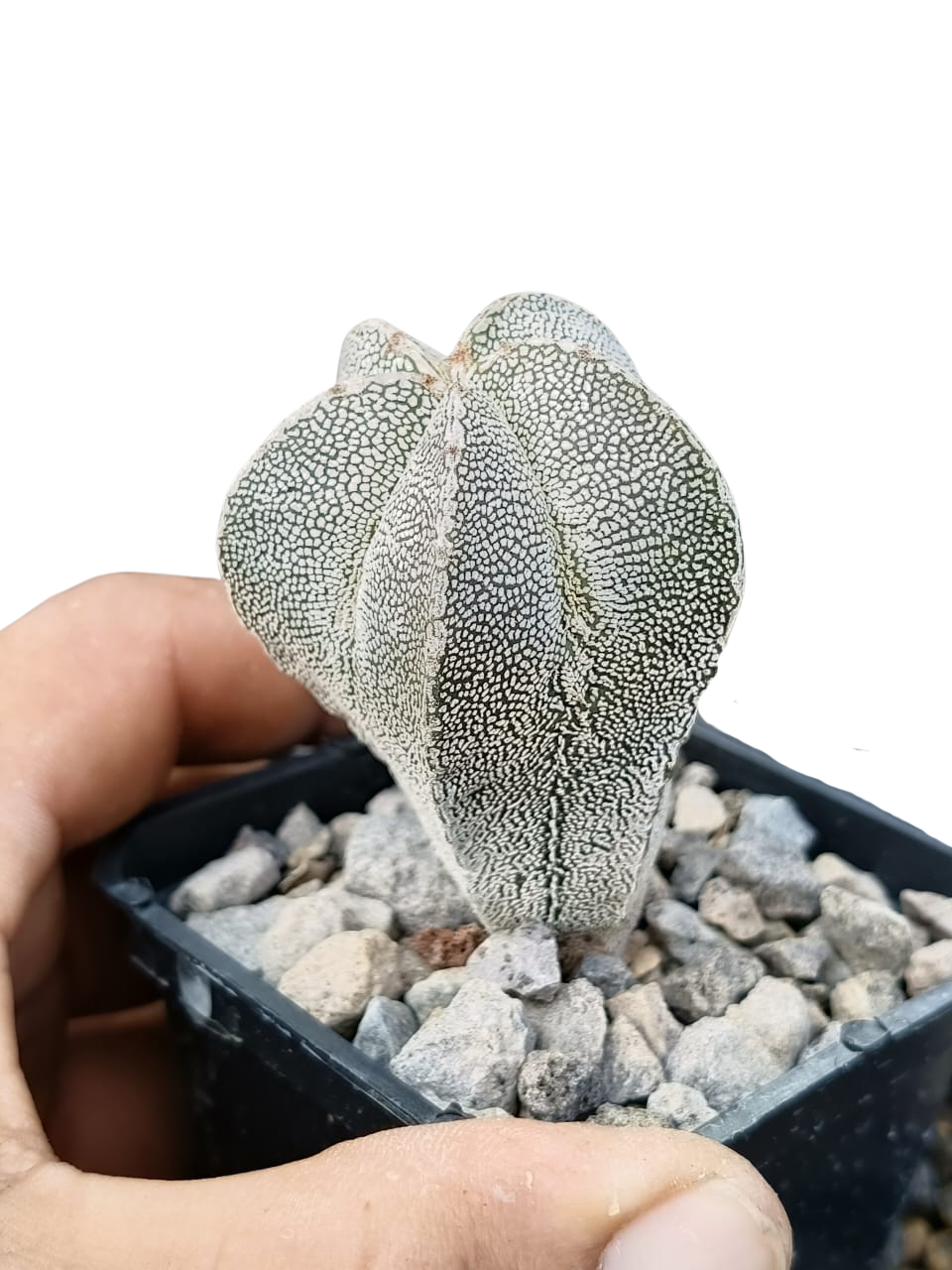 Cactus exótico Astrophytum myriostigma variedad Onzuka (2 pulgadas)