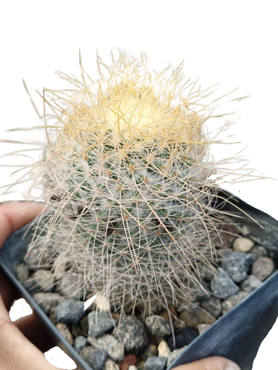 Cactus exótico Mammillaria leptacanta (4 pulgadas)