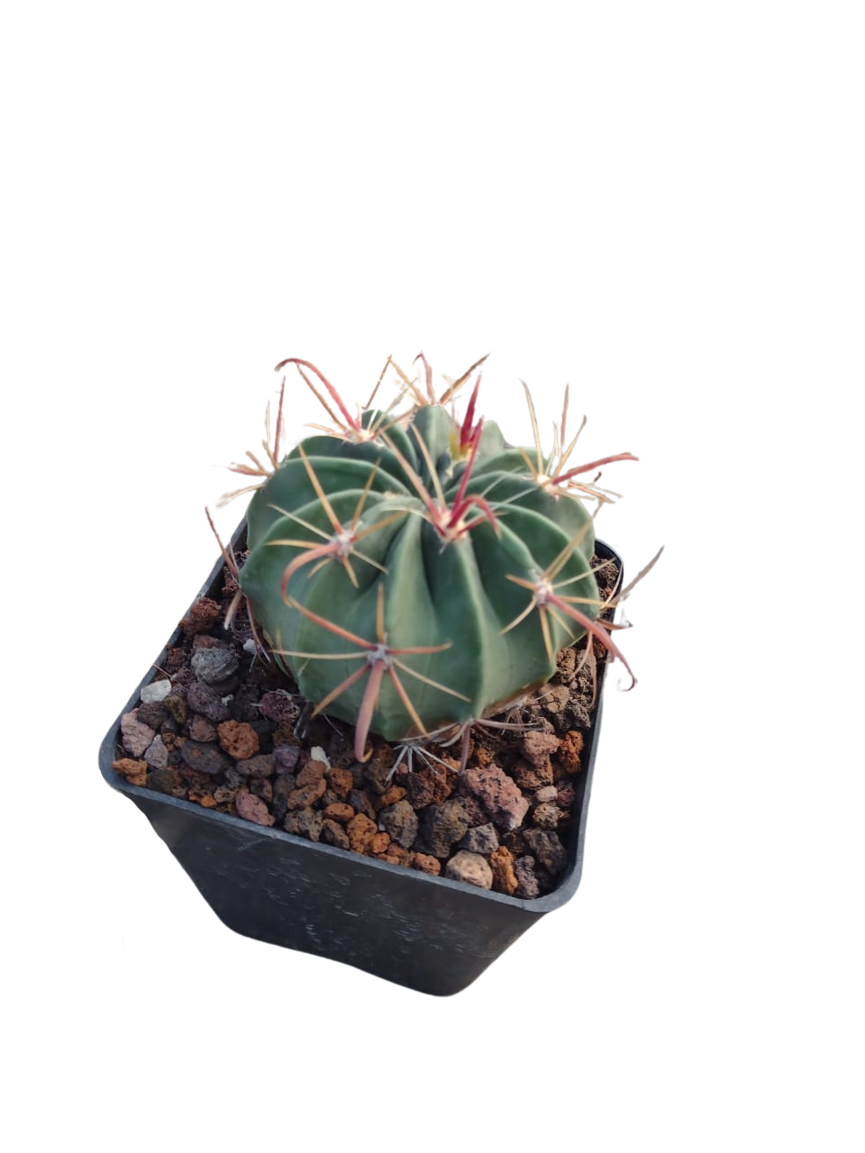 Cactus exótico Ferocactus peninsulae (4 pulgadas)