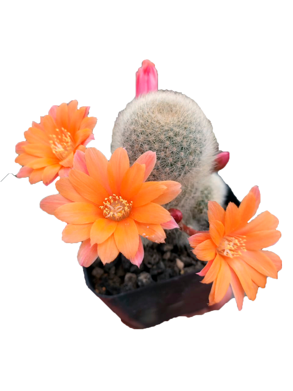 Cactus exótico Rebutia narvaesensis flor naranja (2 pulgadas)
