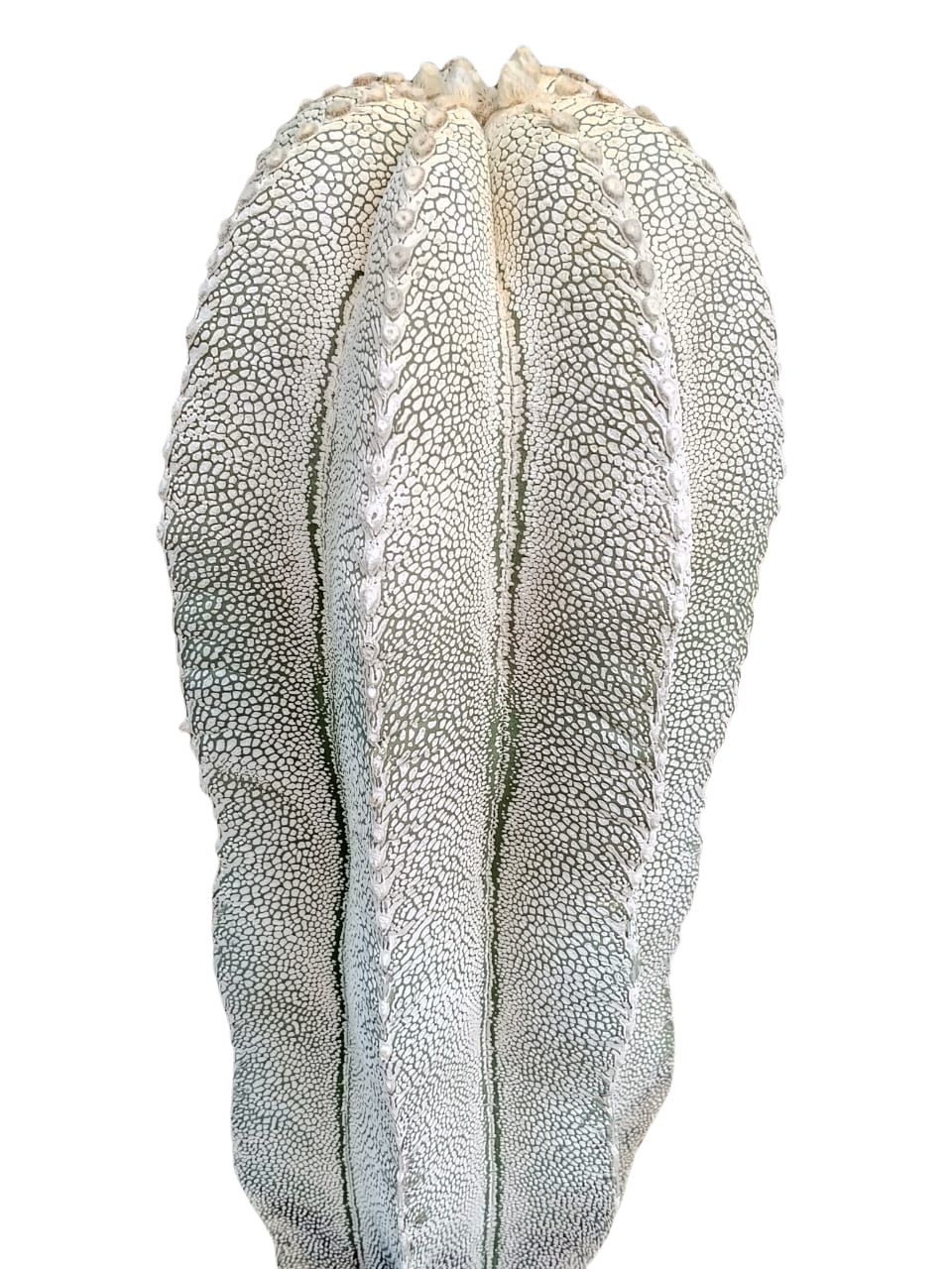 Cactus exótico Astrophytum myriostigma variedad Onzuka (2 pulgadas)