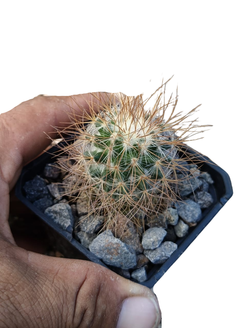 Cactus exótico Mammillaria leptacanta (2 pulgadas)