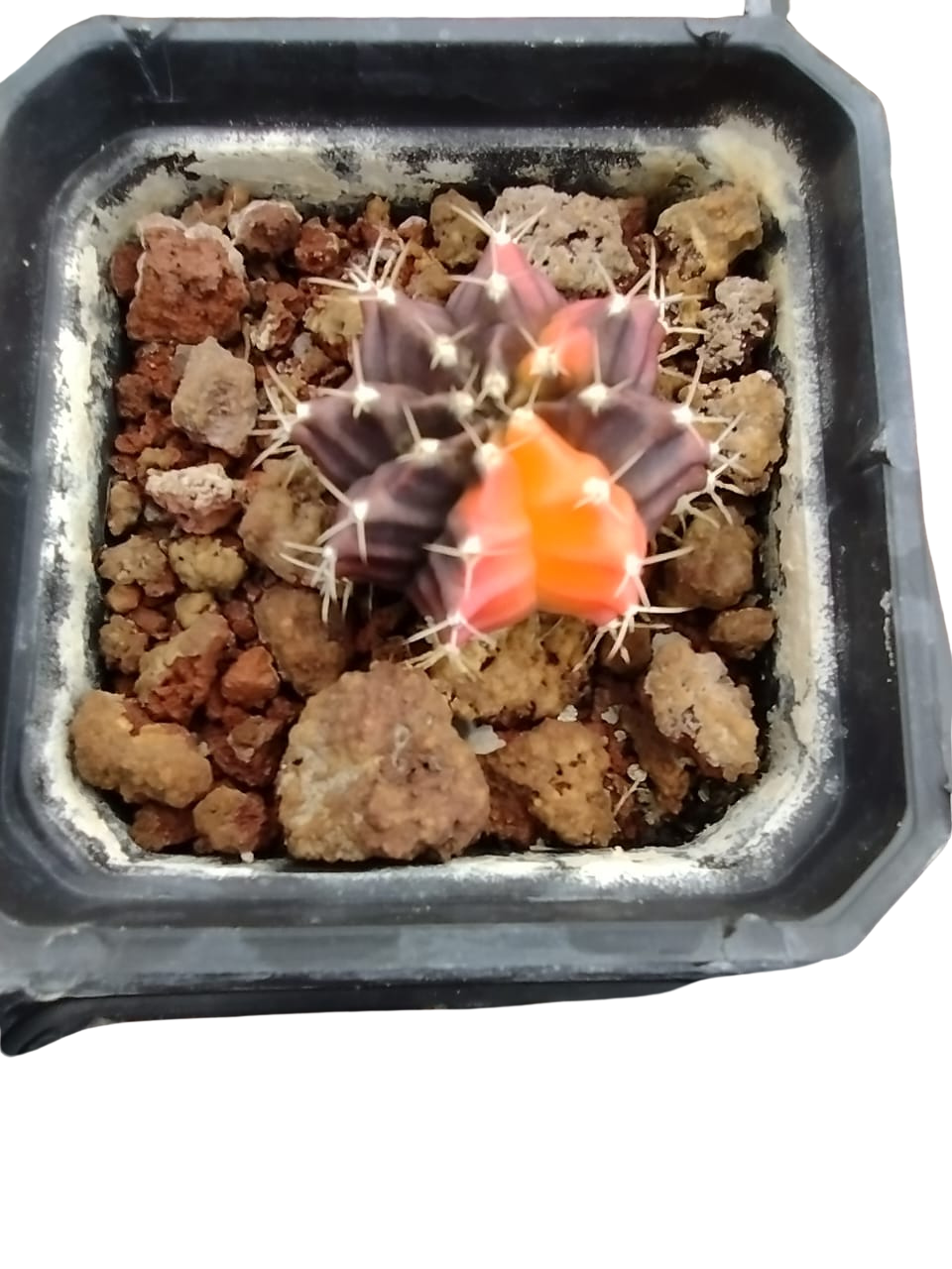 Cactus exótico Gymnocalcium mijanobichi variegado