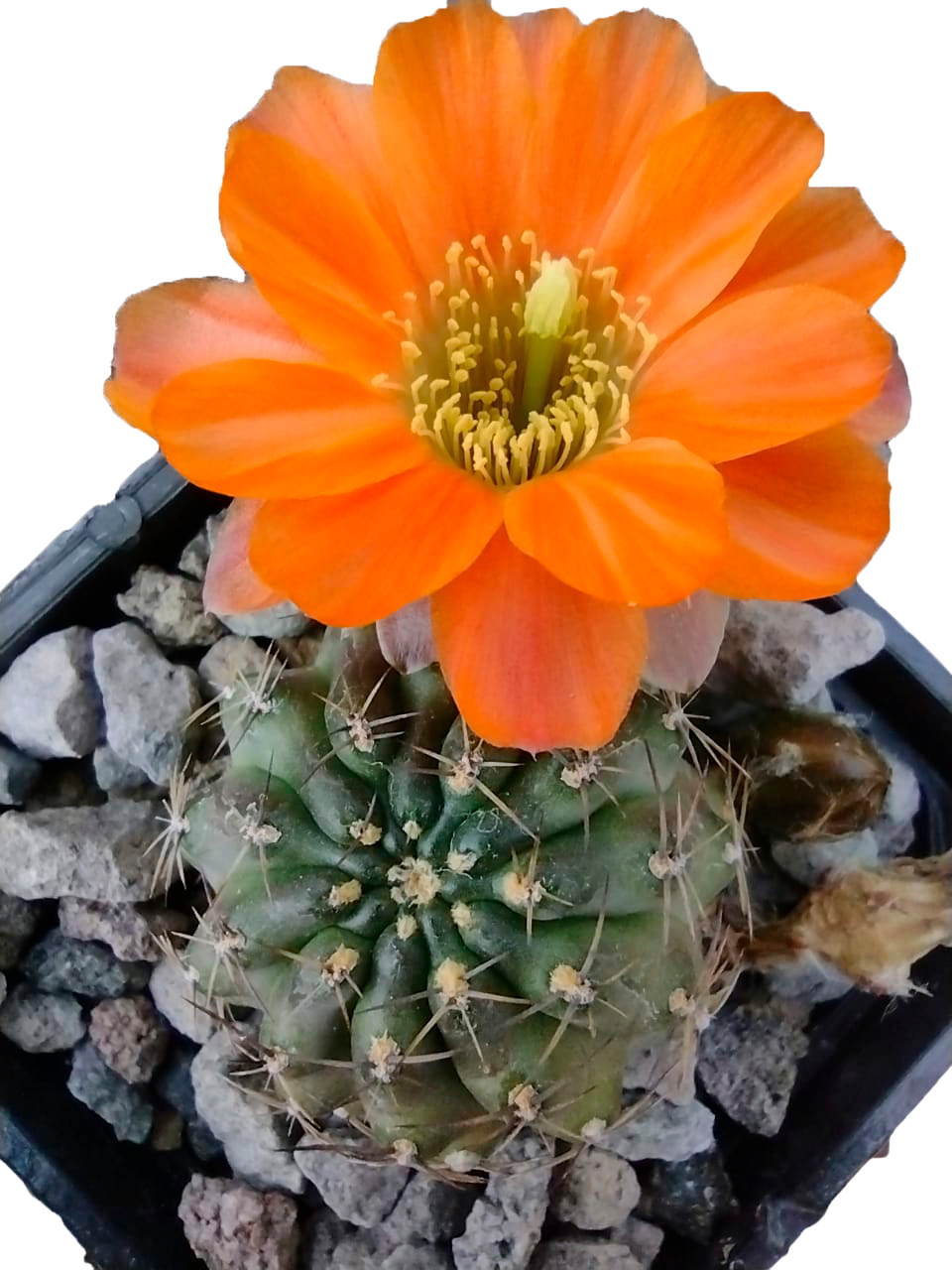 Cactus exótico Rebutia einsteing (2 pulgadas)