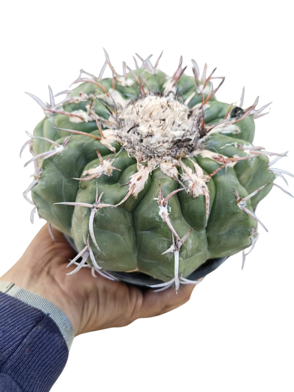 Cactus exótico Discocactus kristallofilus (2 pulgadas)