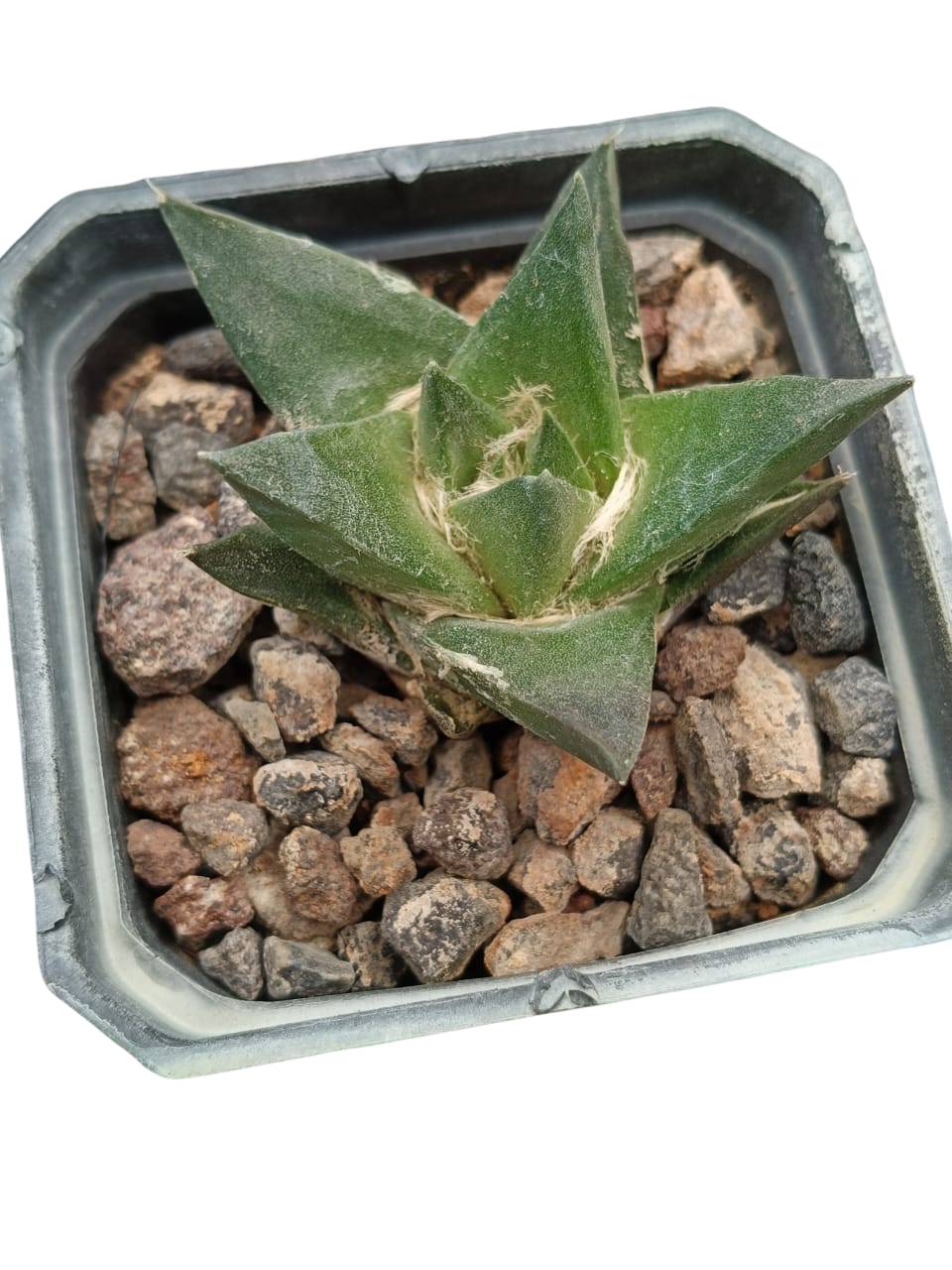 Cactus exótico Ariocarpus trigonus (2 pulgadas)