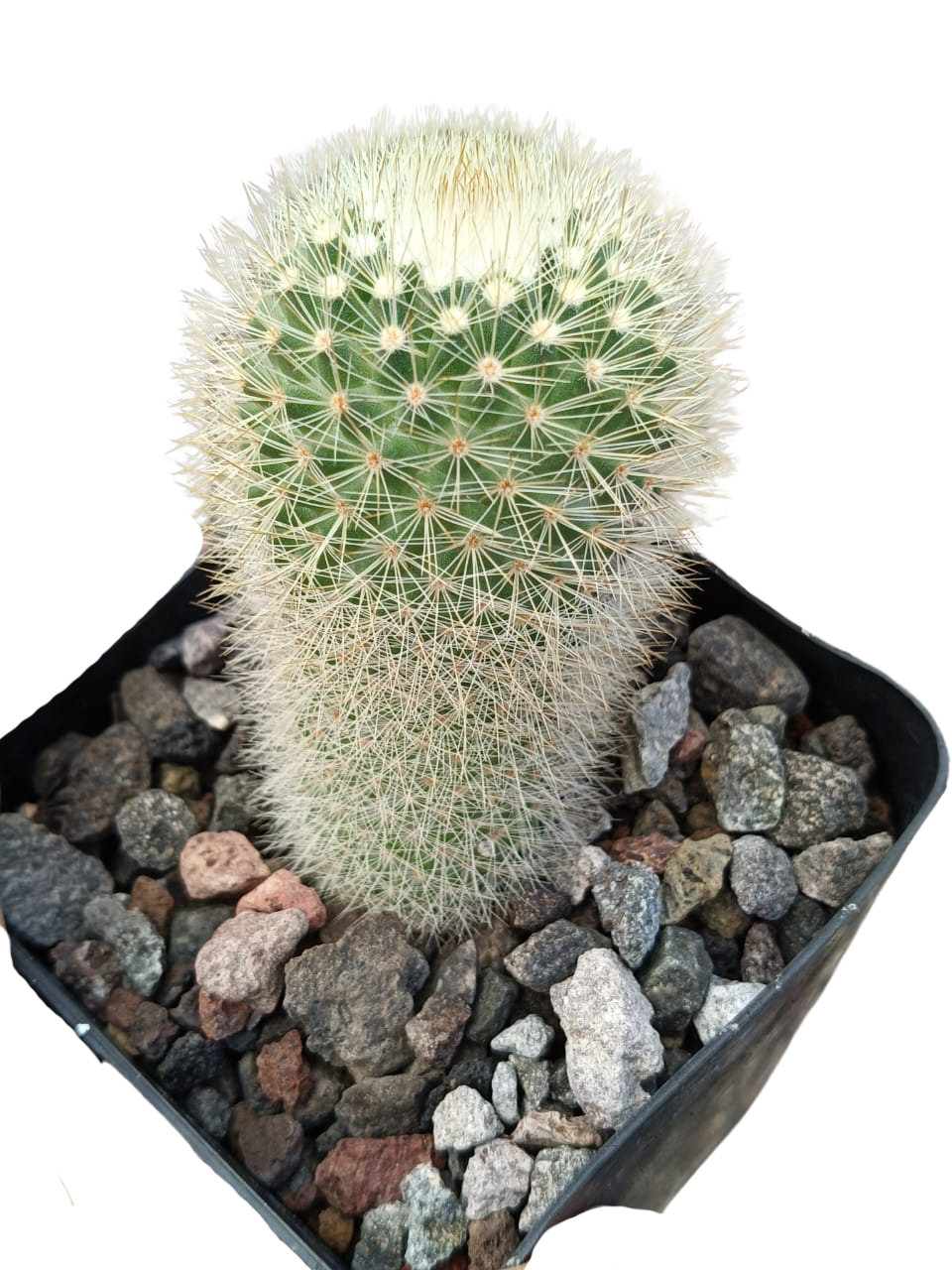 Cactus exótico Mammillaria espinosisima (4 pulgadas)