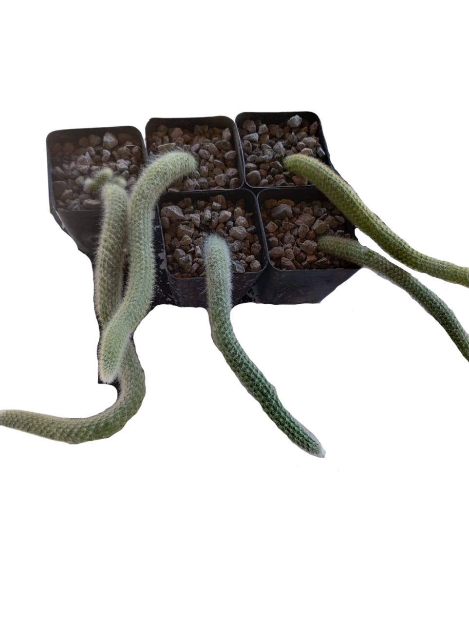 Cactus exótico Cola de mono (4 pulgadas)